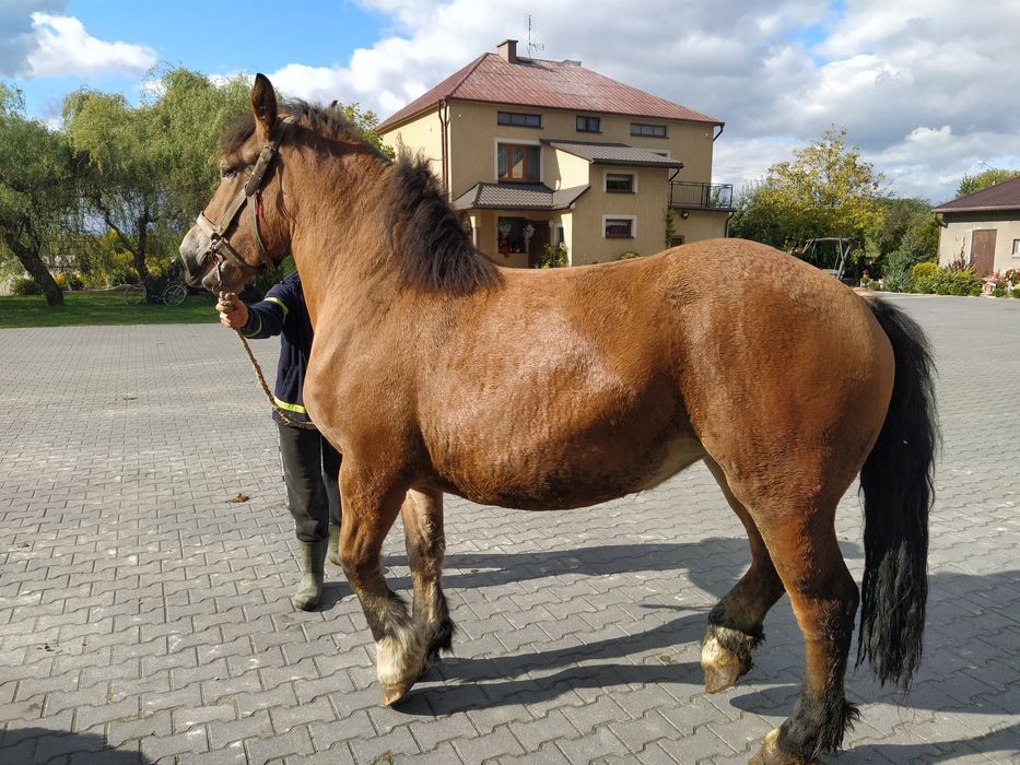 Klacz zimnokrwista 3 letnia źrebna