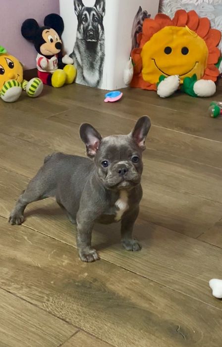 Супер качество! Мальчик Французик голубого окраса