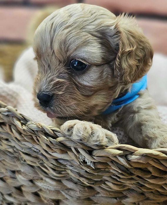 Cavapoo piekny chłopczyk