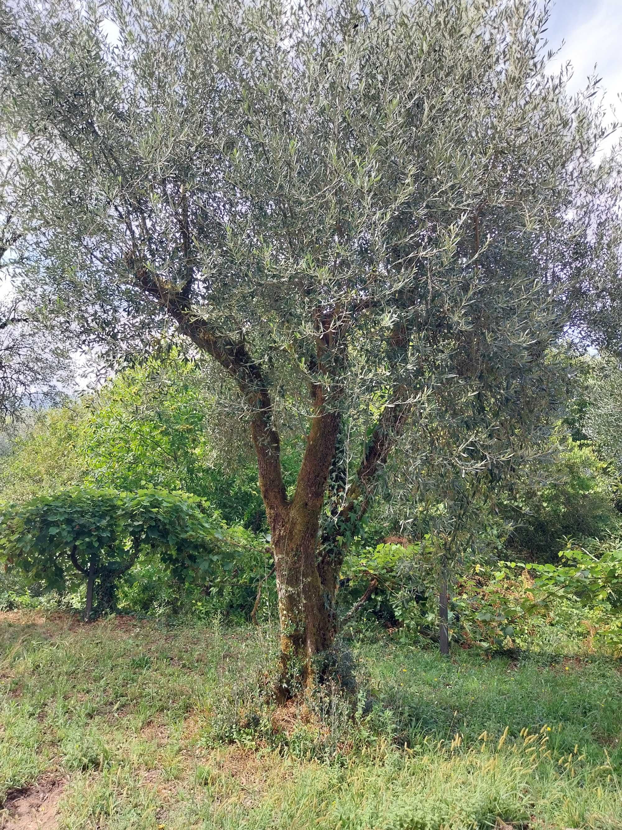 Oliveiras verdejantes com fruto