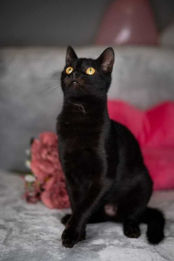 CHEETOS i OJLA - do wspólnej adopcji młode kotki