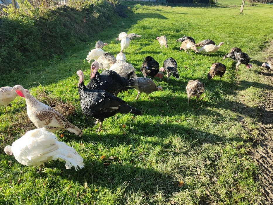 Indyki, indory,perliczki, indyczki