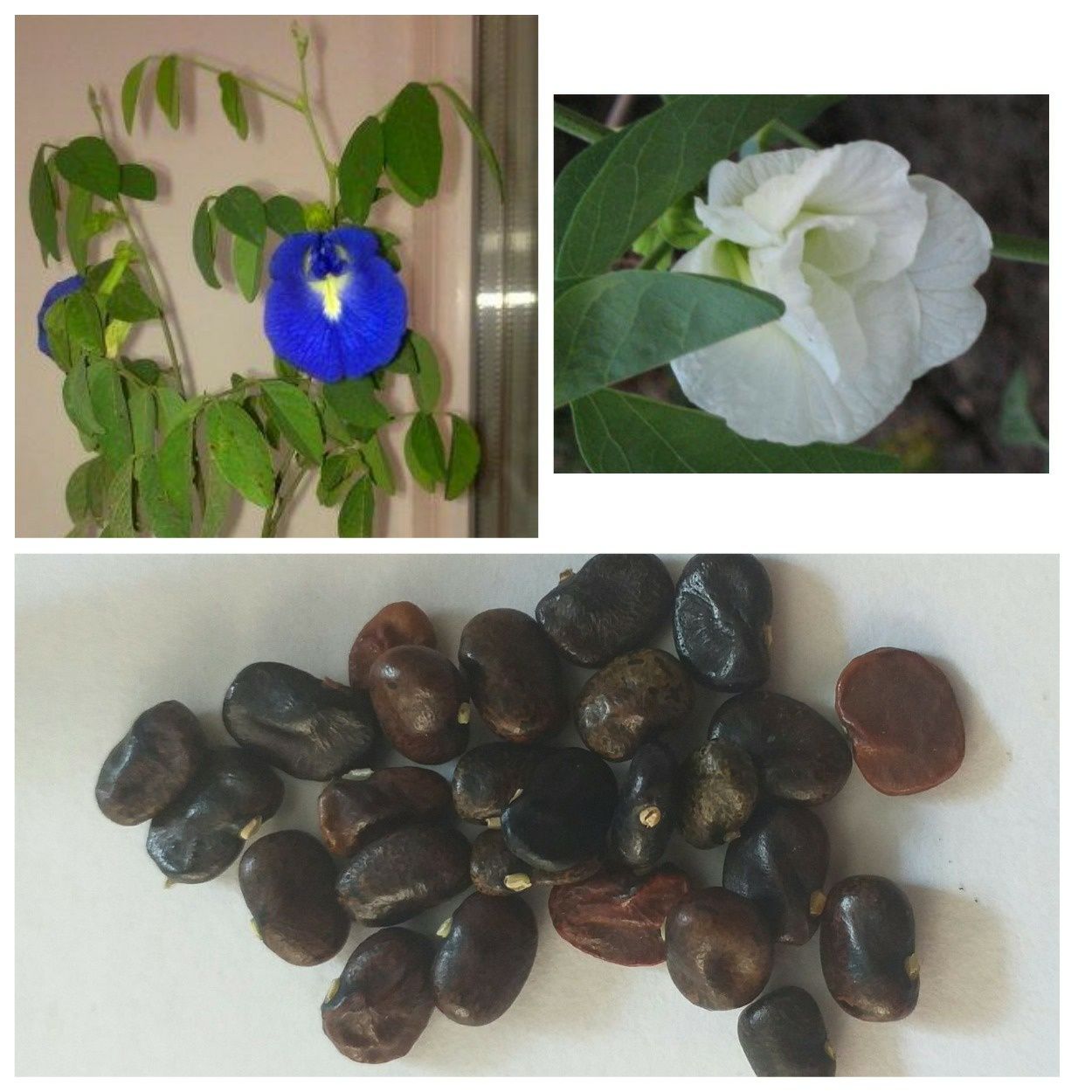Семена клитории тройчатой (clitoria ternatea, синий чай)
