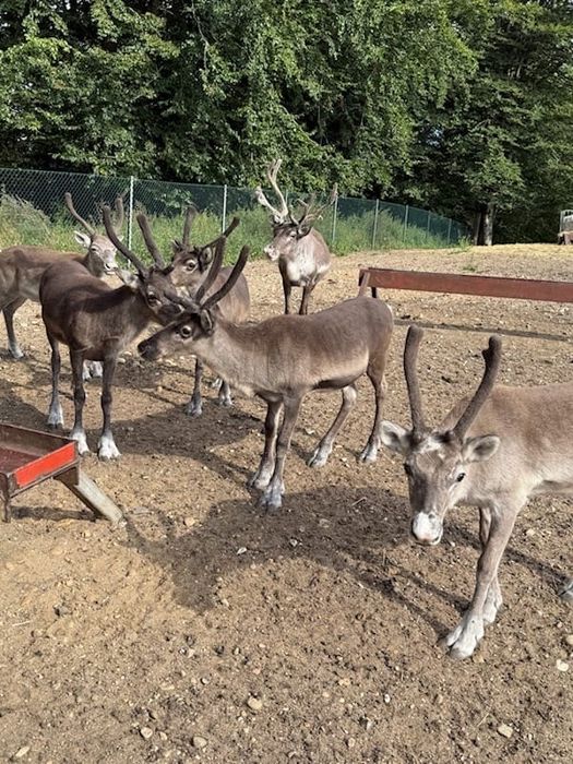 Oswojony Samiec renifera