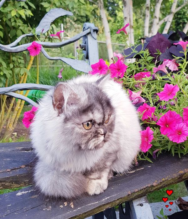 Zjawiskowa kotka perska, pers, persy, perski, perskie