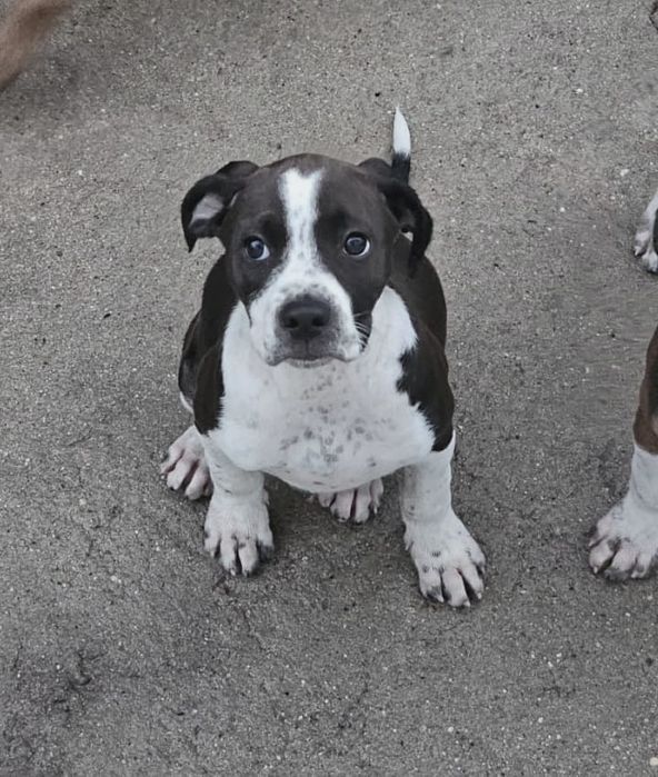 Cachorrinha para adoção