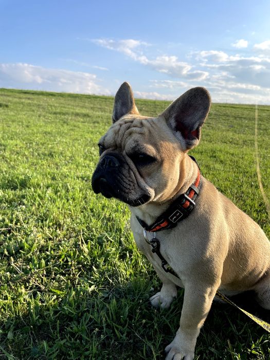 Французький бульдог для в'язки