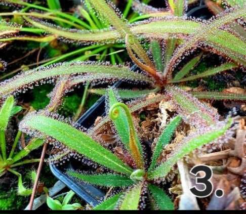 Rosiczka roślina owadożerna mięsożerna Drosera Andromeda prolifera
