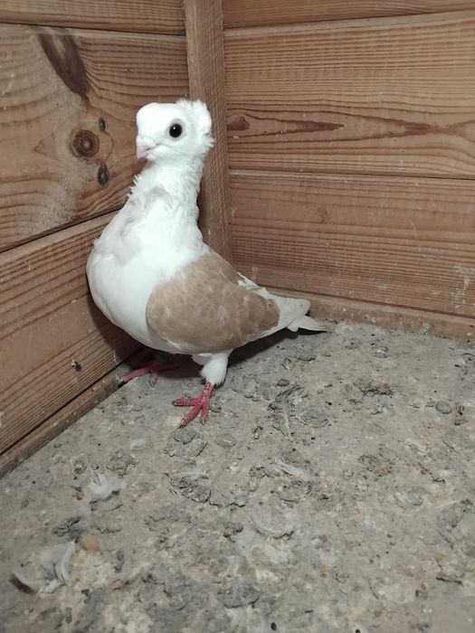 Gołębie ozdobne - mewka