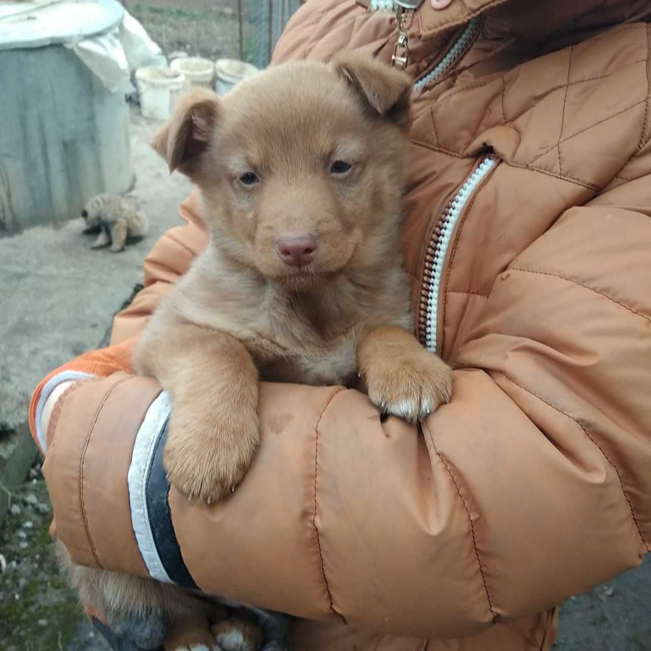 Допоможіть знайти собакам дім