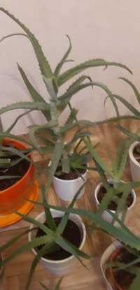Aloes drzewiasty roślina lecznicza