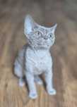 Devon Rex koteczka
