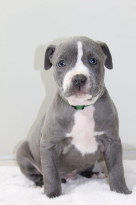 Amstaf Amstaff Amstaffy American Staffordshire Terier