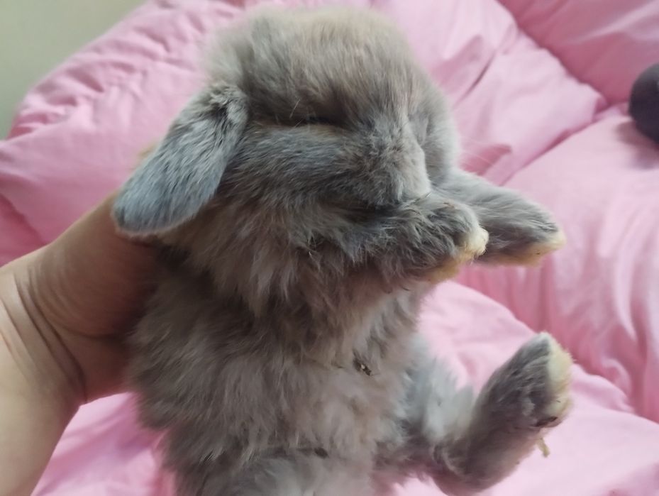 Króliki mini lop. Hodowla zarejestrowana!