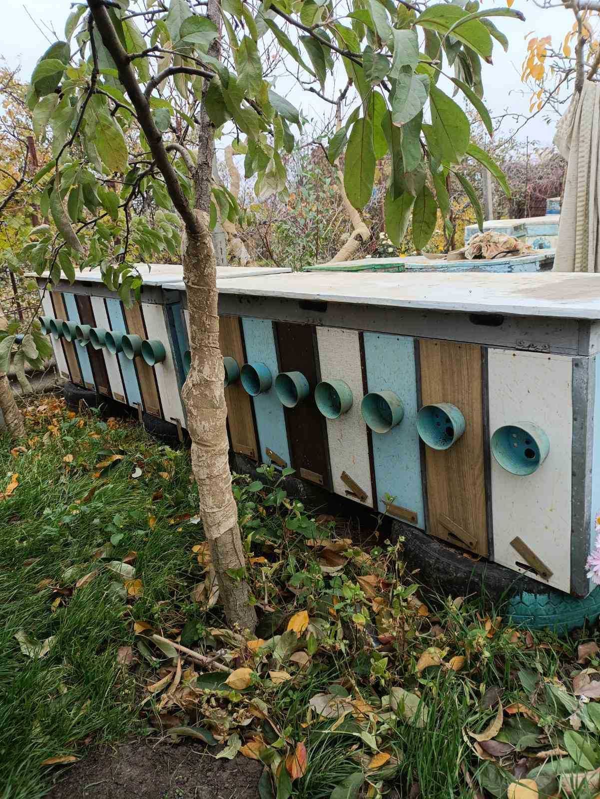 Продам улики с пчёлами