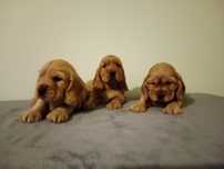 Piękne szczenie Cocer spaniel
