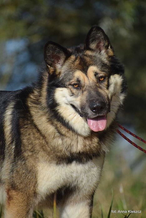 Tadzik młody mix alaskan malamute adopcja