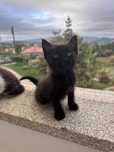 Gatinho para adoção responsável