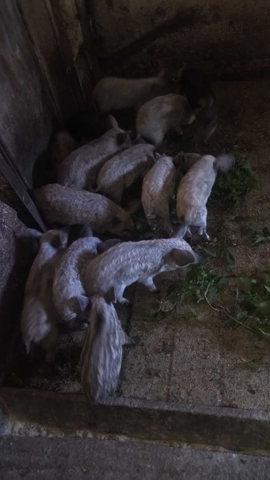 Свині венгерська мангалиця