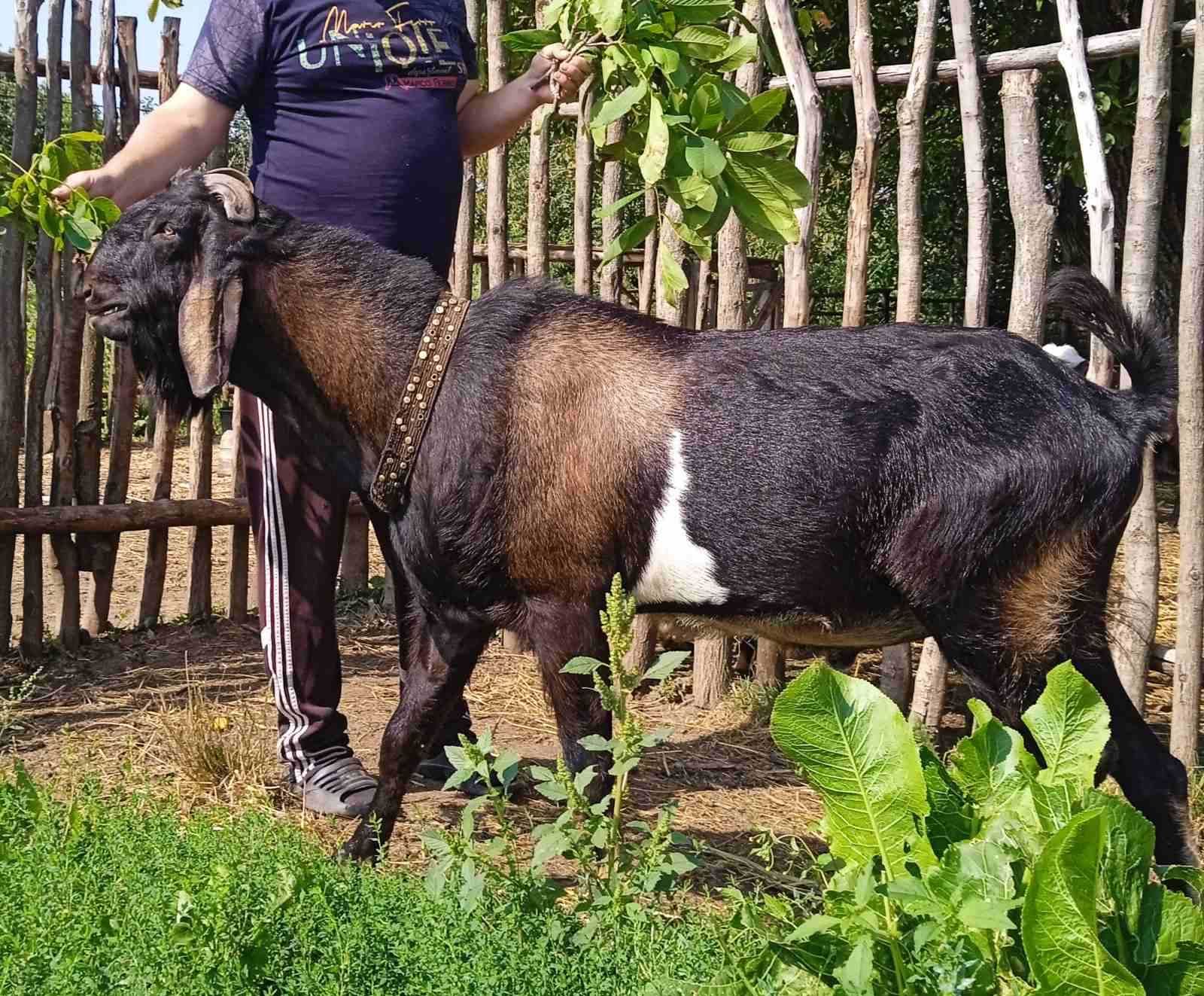 Англо-нубійський козел для вязки/парування