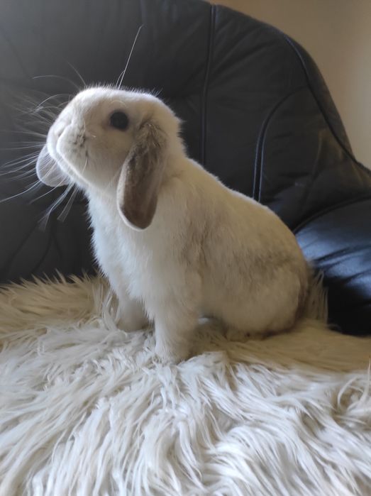 Króliczek Mini Lop Szuka Domku