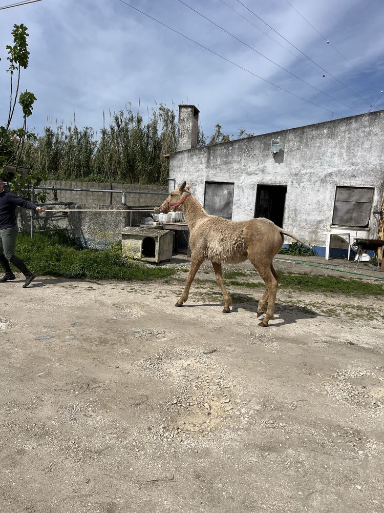 Poldro palomino 10 meses