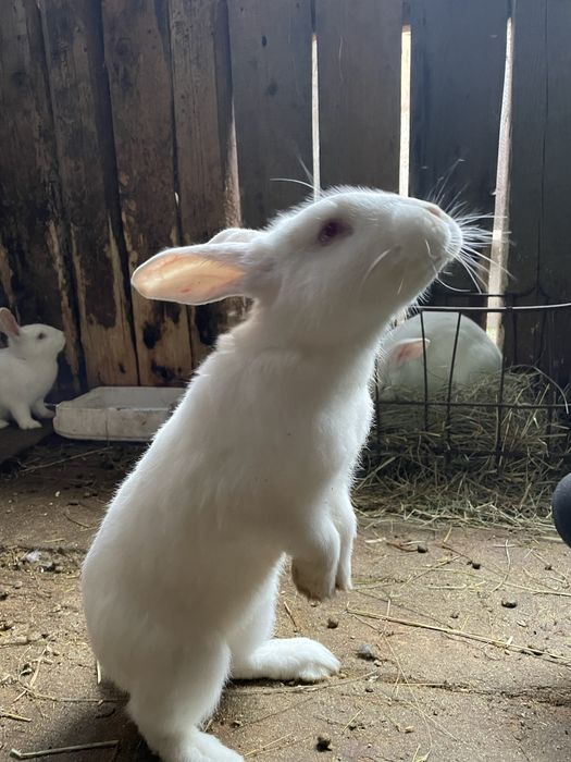 Кролики різні породи