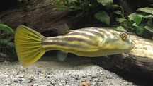 Peixe Balão Fahaka (Tetraodon Lineatus)