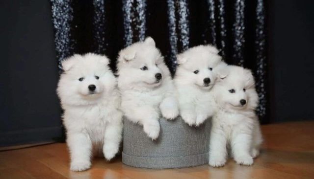 Samoyed samojed szczeniak biały