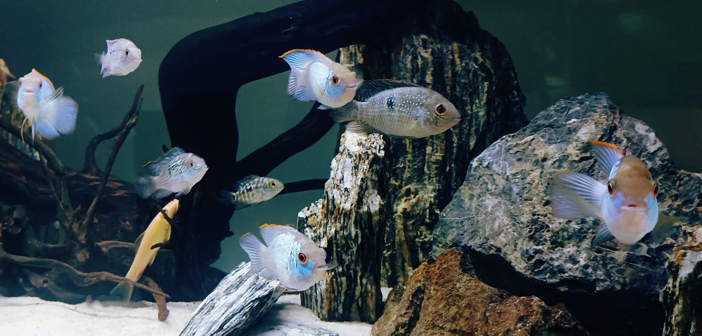 Piękne zdrowe Electric Blue Akara 3szt.