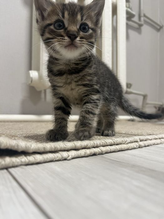 Віддамо котят в добрі руки. Дуже лагідні, любять людей