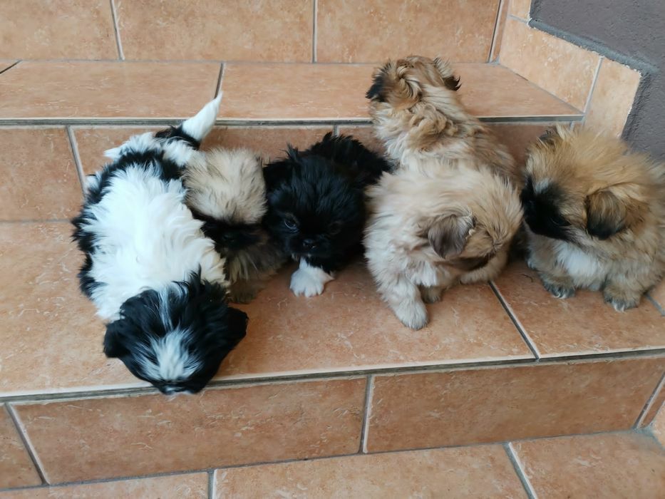 Pekińczyk Szczeniak Mały Puchaty