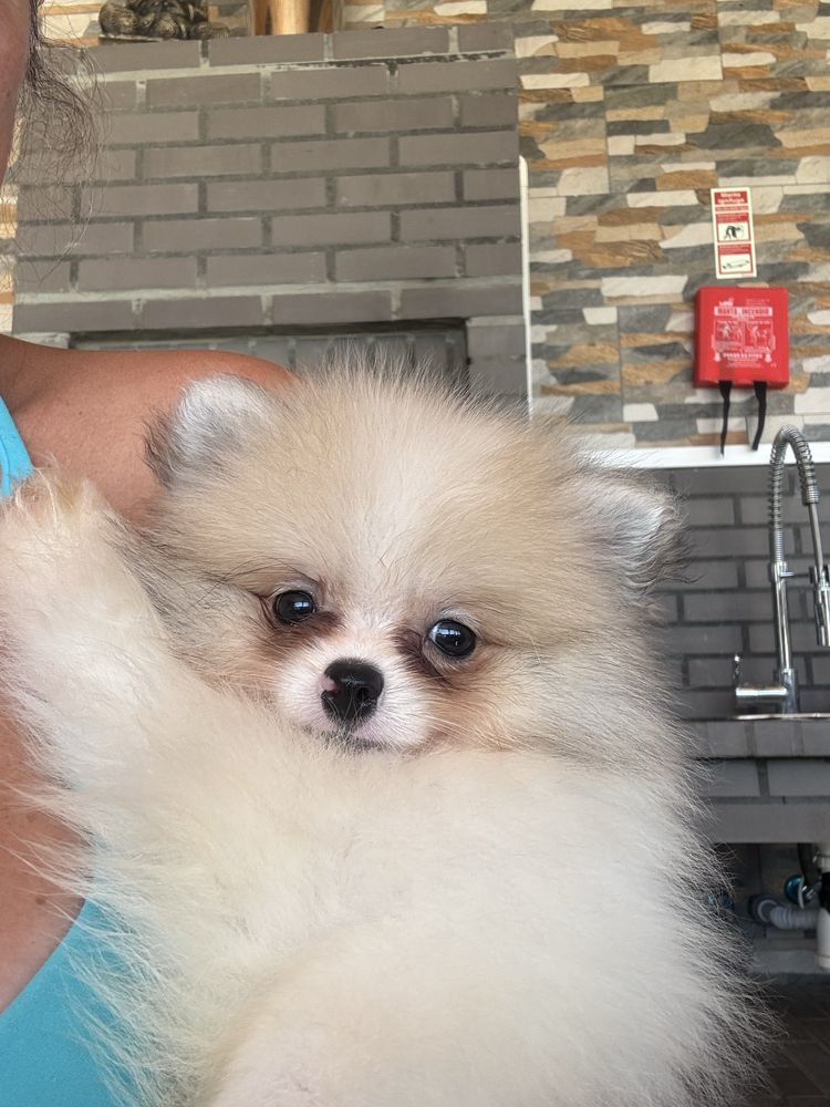 Spitz Alemão macho