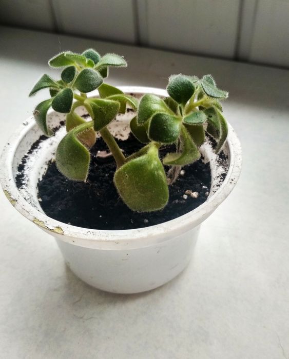 Детки конечного дерева или ахизатрон