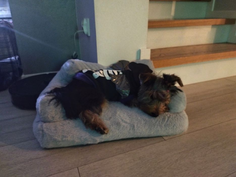 Oddam york 7miesiecy