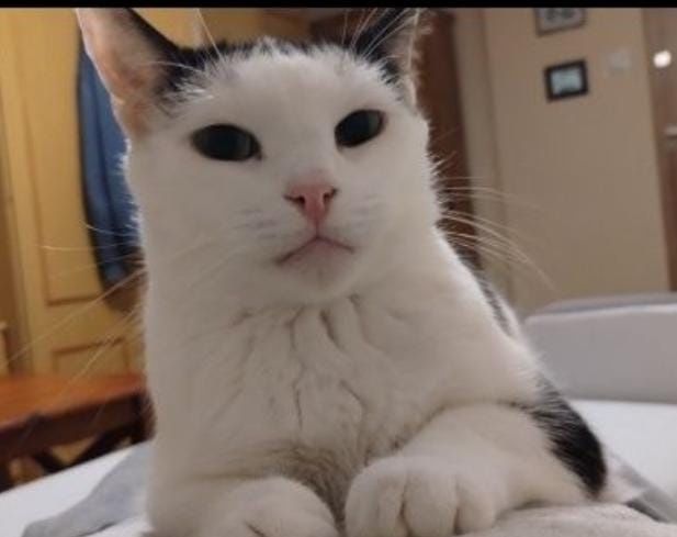 Diki do adopcji za darmo