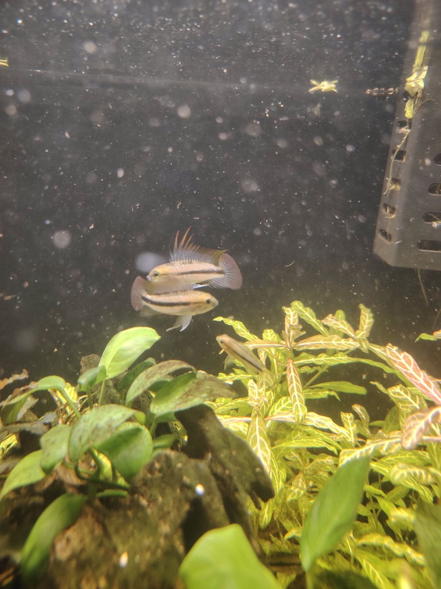Apistogrammas trifasciata