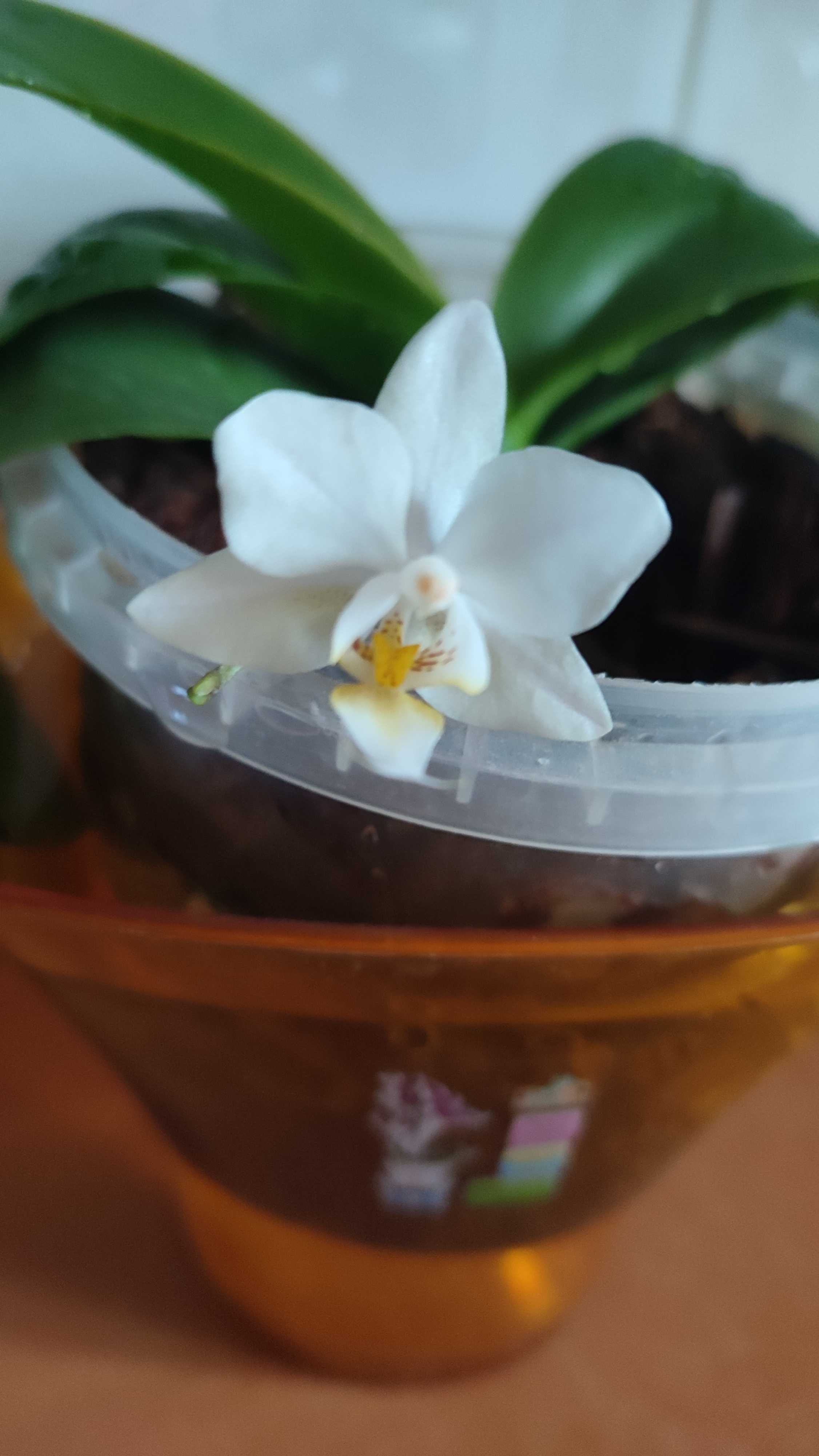 орхидея мини домашняя белая