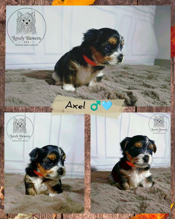 Biewer Yorkshire Terrier ZHPR UCI