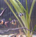 Barbo Tigre 7/8 cm