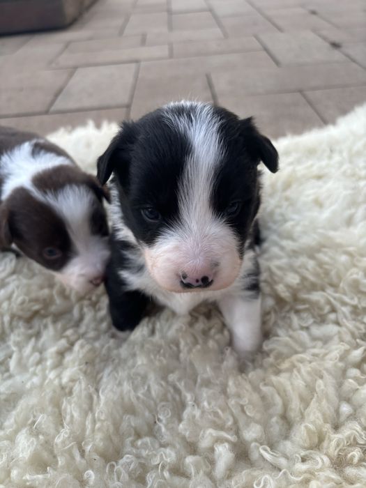Szczeniak Border Collie