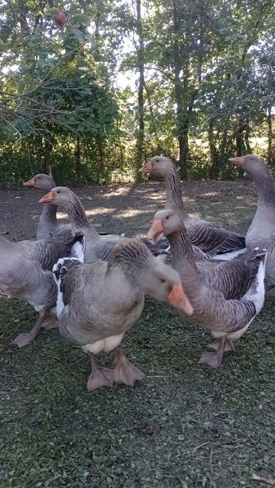 Sprzedam gęsi Landes