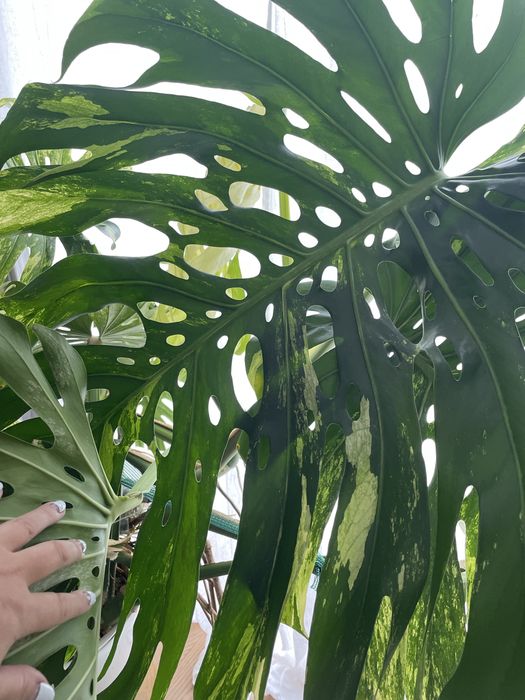 Dwulistny szczyt Monstera Mint