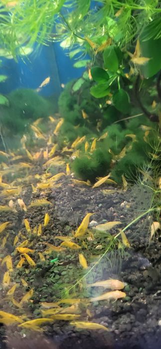 Krewetki yellow neocardina