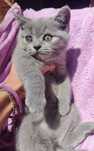 Котенок Шотландский девочка