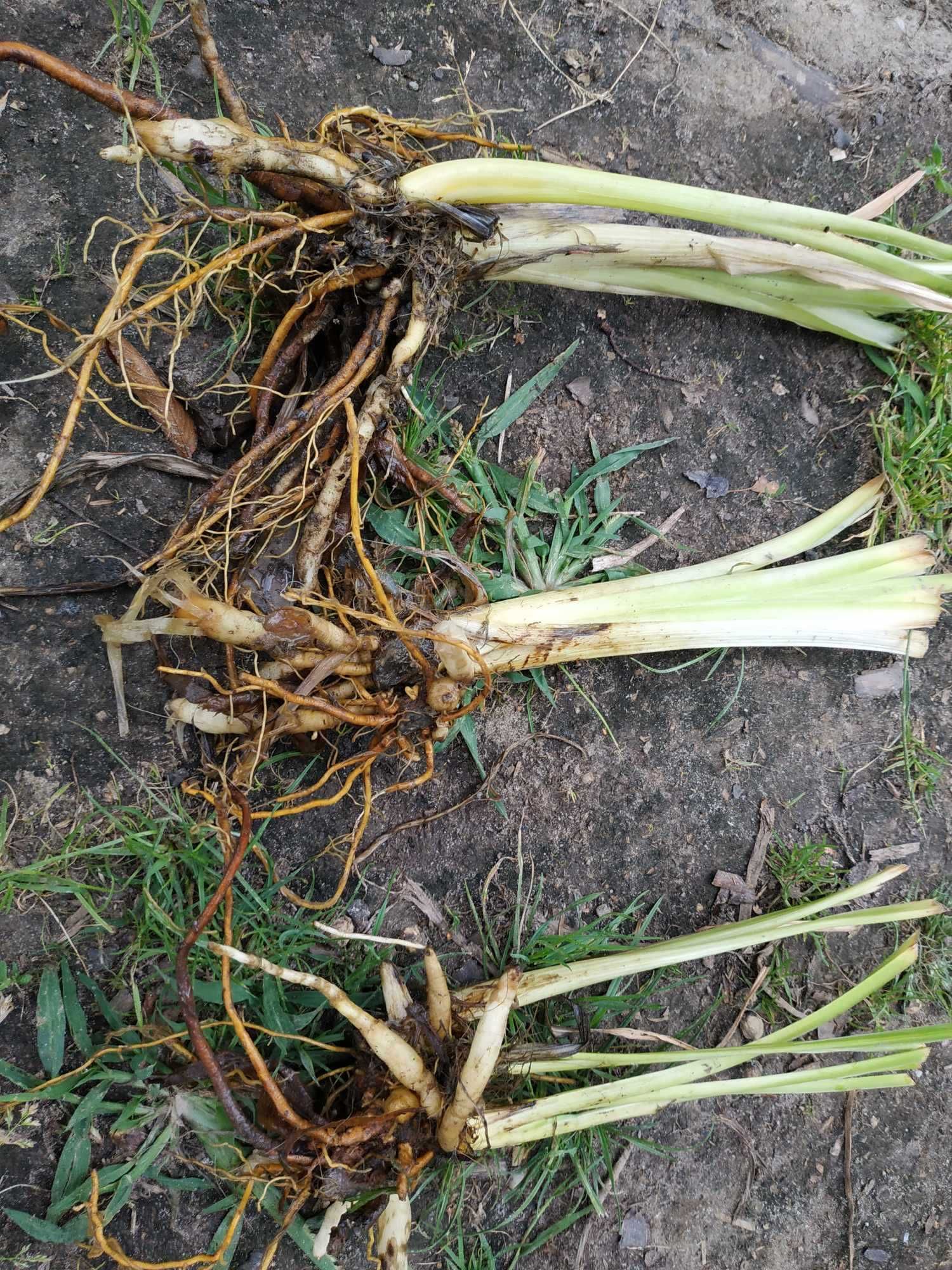 Liliowce. Liliowiec ogrodowy. Roślina wieloletnia. Bylina.