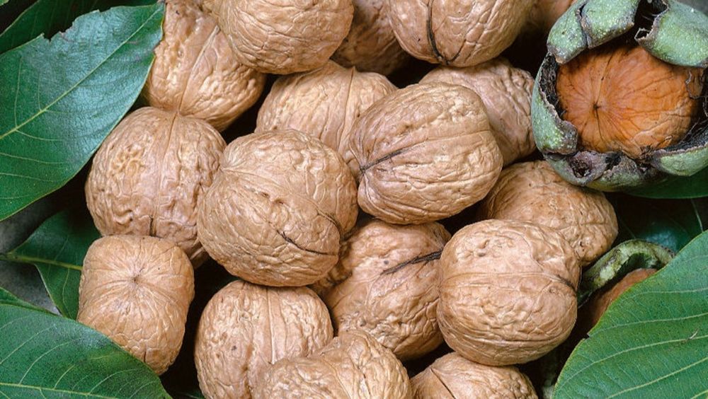 Orzech włoski tegoroczny