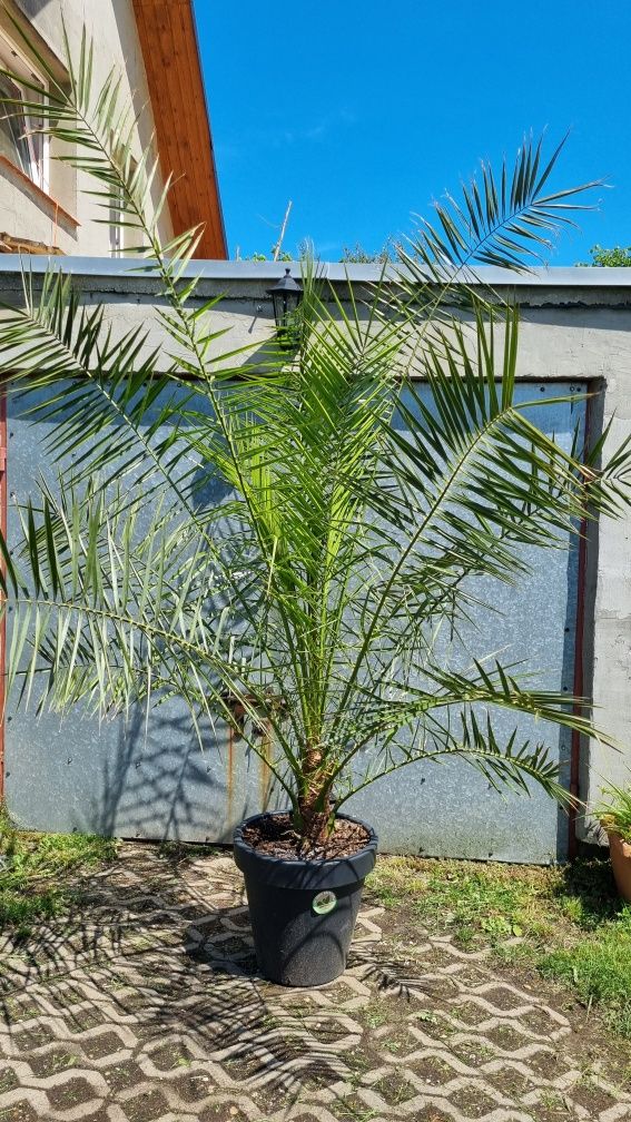 Palma daktylowiec kanaryjski ,jucca gloriosa variegata, jucca filifera