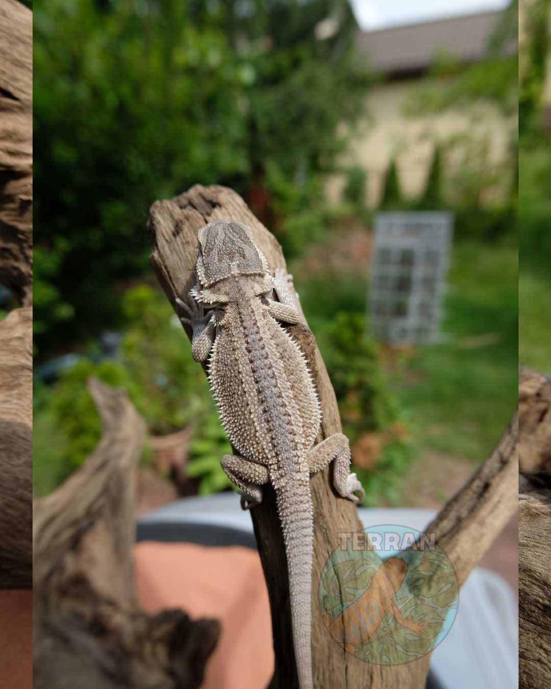 Agama Brodata - Jaszczurka dla Początkujących gekon zbożówka