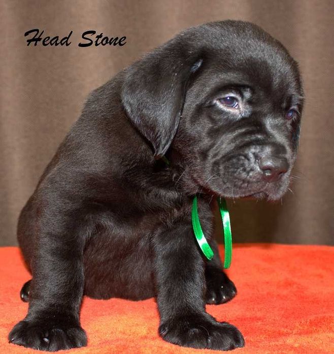 Лабрадор ретривер КСУ-FCI щенки питомника